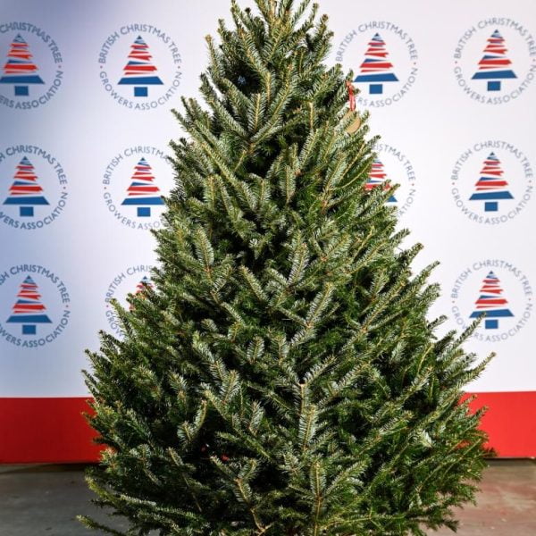 Christmas Tree Log Base – Massams Supplies Ltd