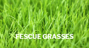 DIY Garden Garden Flowers Hanging baskets Landscaping Gardening Flowers near me Plants near me Ormskirk flowers Southport flowers Hallsall Flowers Gardening Ormskirk Gardening Southport Landscaping Southport Landscaping Ormskirk Landscaper Ormskirk Landscaper Burscough Landscaper Southport Outdoor Furniture Ormskirk Outdoor Furniture Southport Outdoor Furniture Burscough 