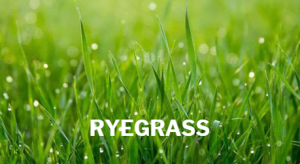 DIY Garden Garden Flowers Hanging baskets Landscaping Gardening Flowers near me Plants near me Ormskirk flowers Southport flowers Hallsall Flowers Gardening Ormskirk Gardening Southport Landscaping Southport Landscaping Ormskirk Landscaper Ormskirk Landscaper Burscough Landscaper Southport Outdoor Furniture Ormskirk Outdoor Furniture Southport Outdoor Furniture Burscough 