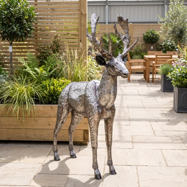 Stag - Adult - Image 3