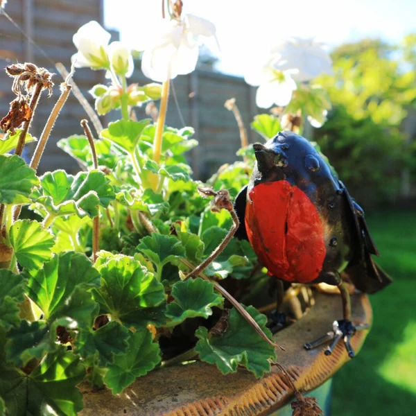 Robin - Painted - Image 3
